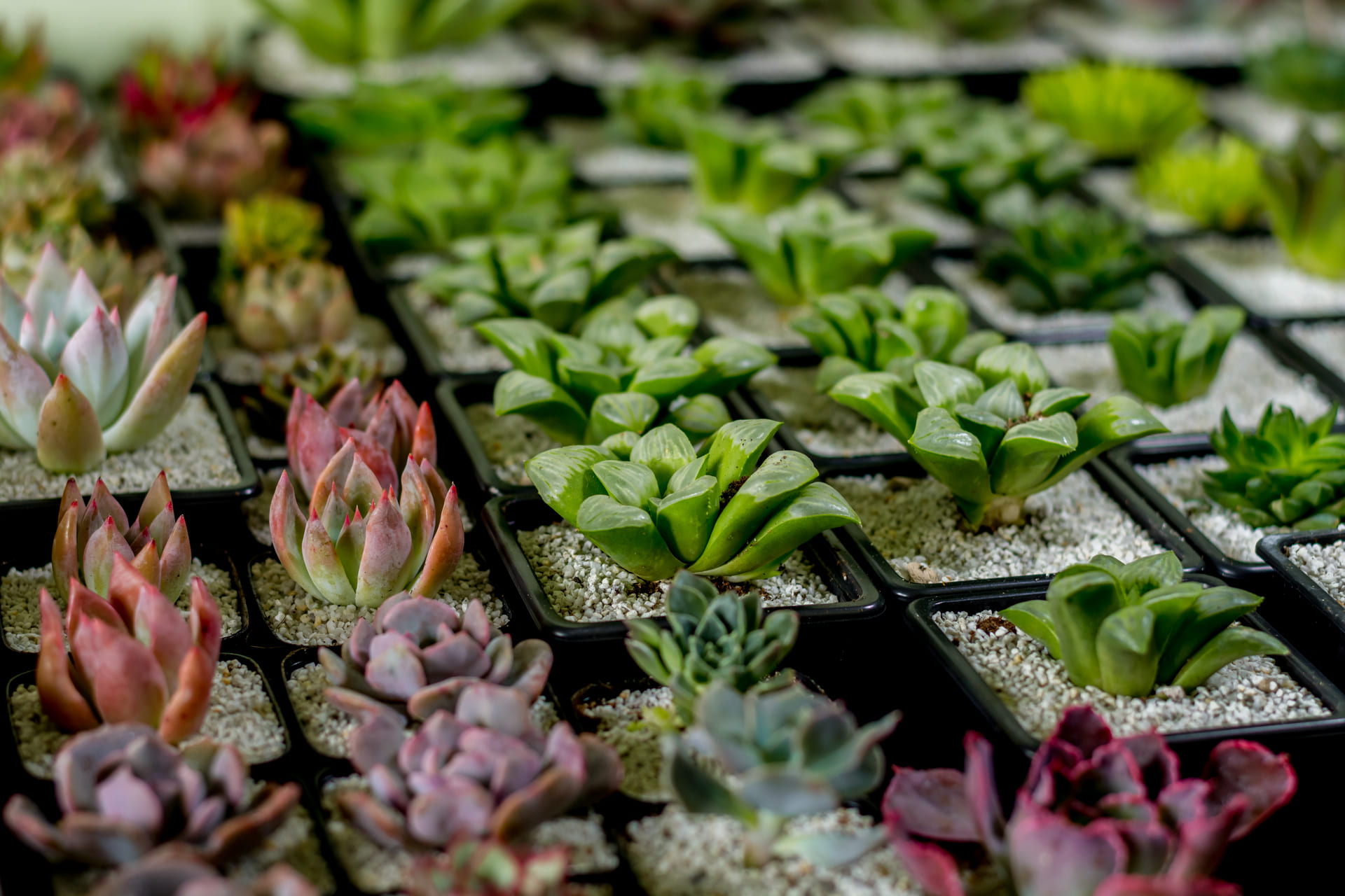 Comprar suculentas online: ecológicas, resistentes y hermosas