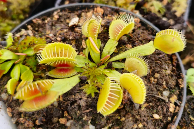 Droseras y sarracenias en Hobbit’s Garden