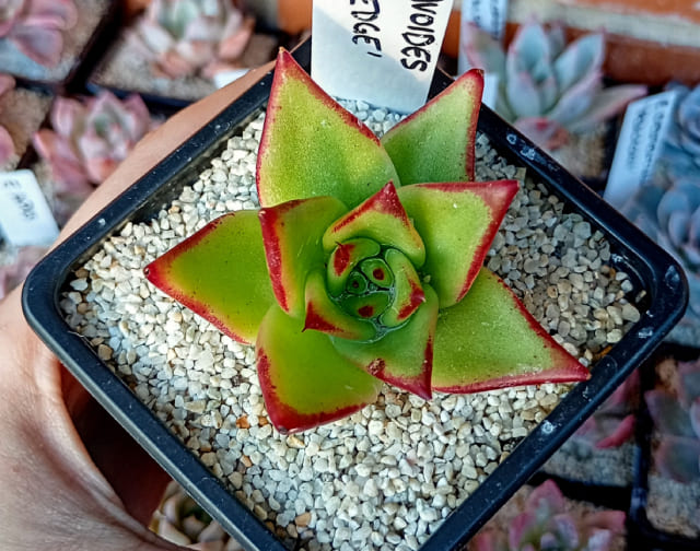 Echeverias y suculentas variadas en Hobbit’s Garden
