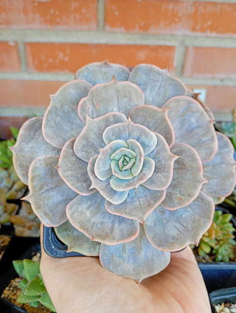 Echeverias y suculentas variadas en Hobbit’s Garden