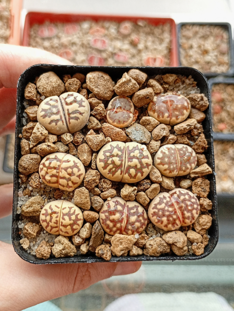 Lithops y cactus de colección en Hobbit’s Garden