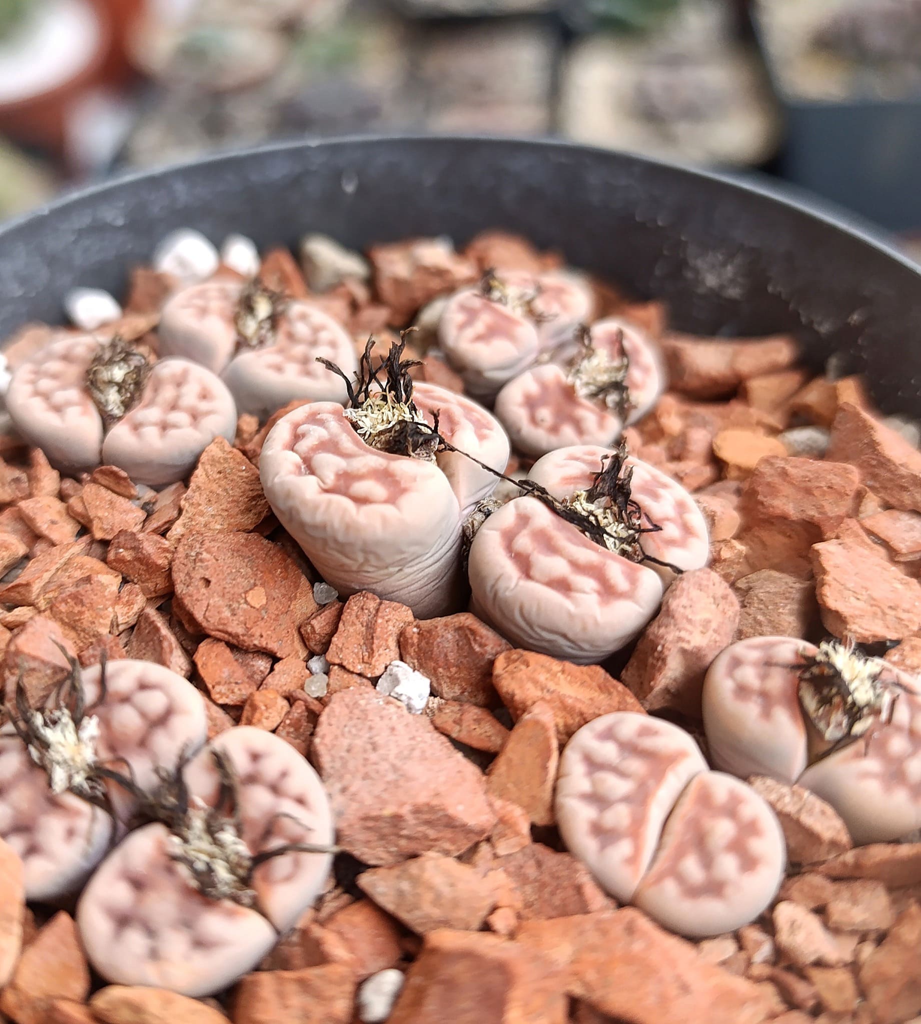 Detalle del patrón de Lithops karasmontana mickbergensis C168