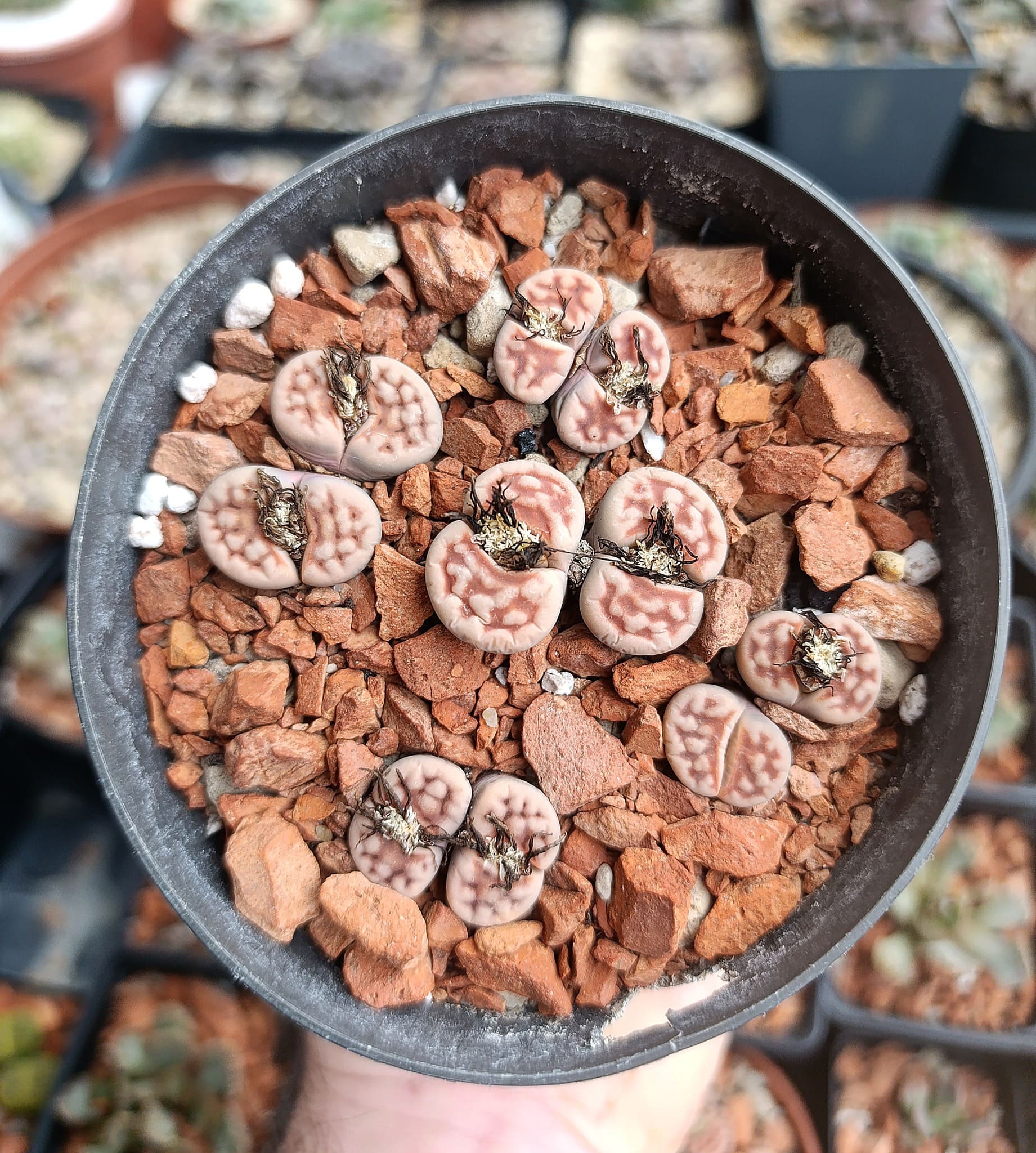 Lithops karasmontana mickbergensis en cultivo