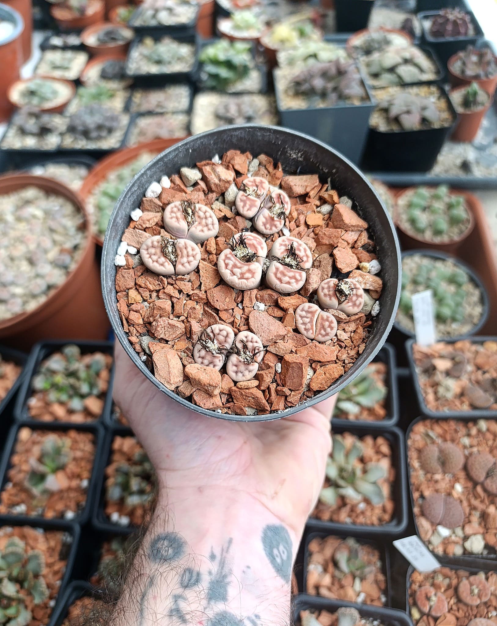 Lithops karasmontana mickbergensis C168: una joya del desierto