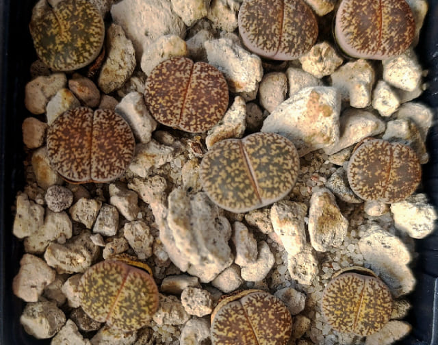 Lithops y cactus de colección en Hobbit’s Garden