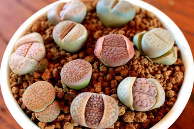 Lithops y cactus de colección en Hobbit’s Garden